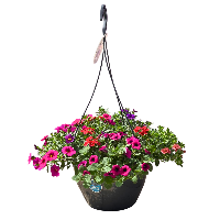 paars rood hanger